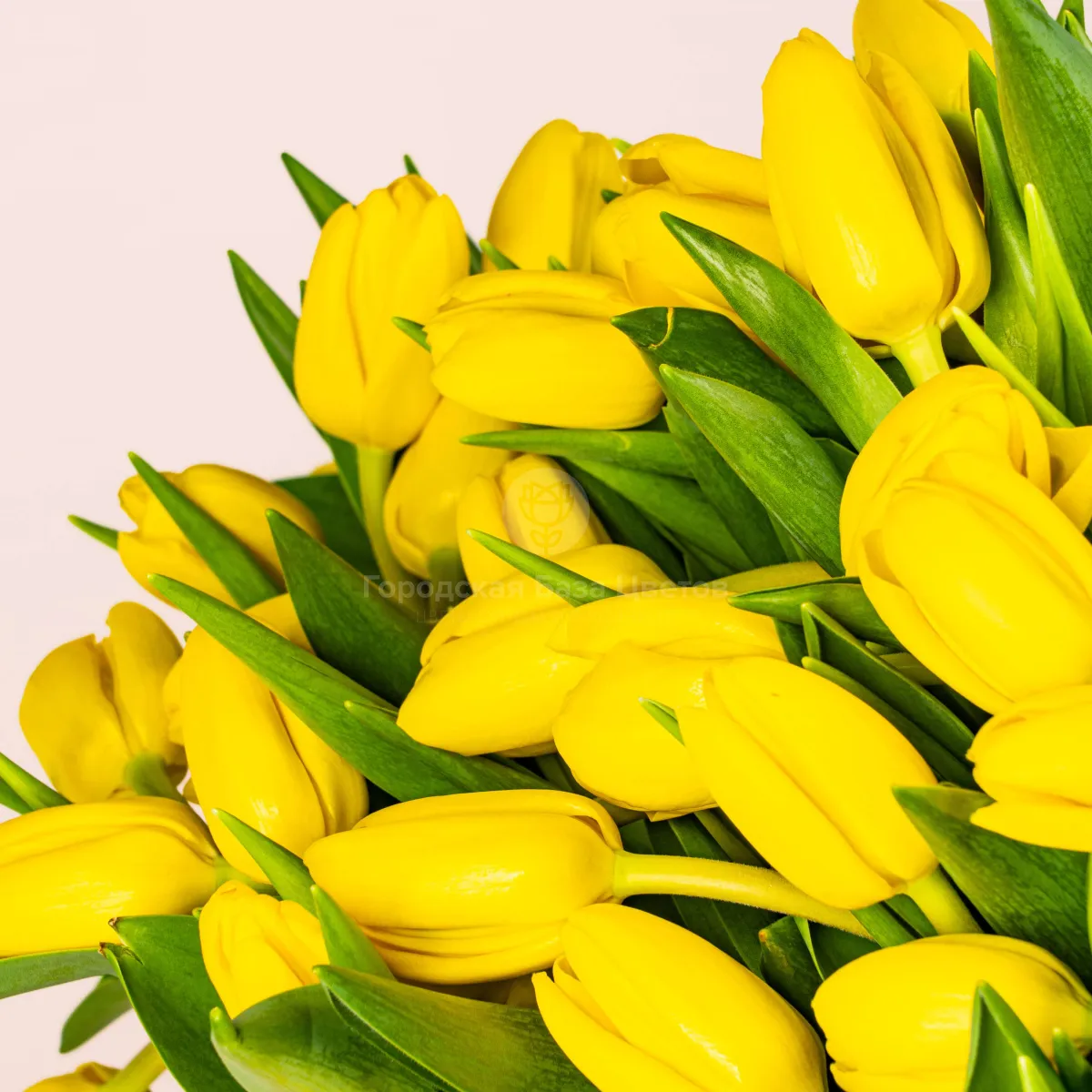 101 жёлтый тюльпан в коробке фото №3 101 жёлтый тюльпан в коробке
