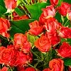 31 кустовая роза (50 см)