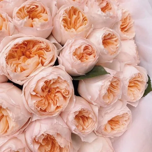 15 нежно-персиковых роз (50 см)