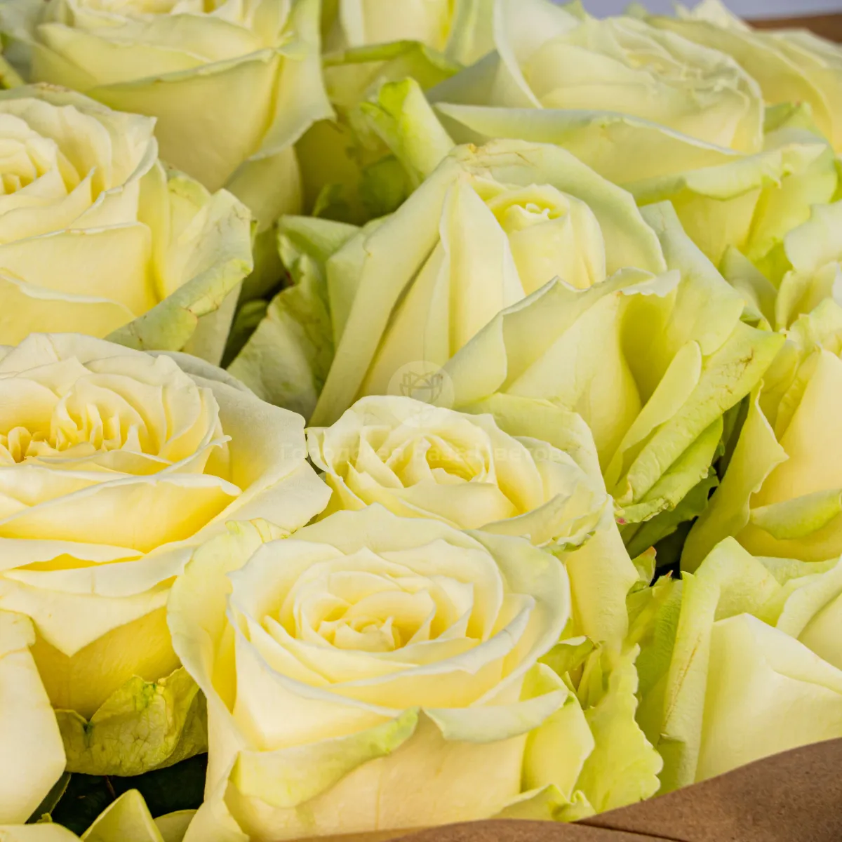 33 бело-зеленые розы (70 см)