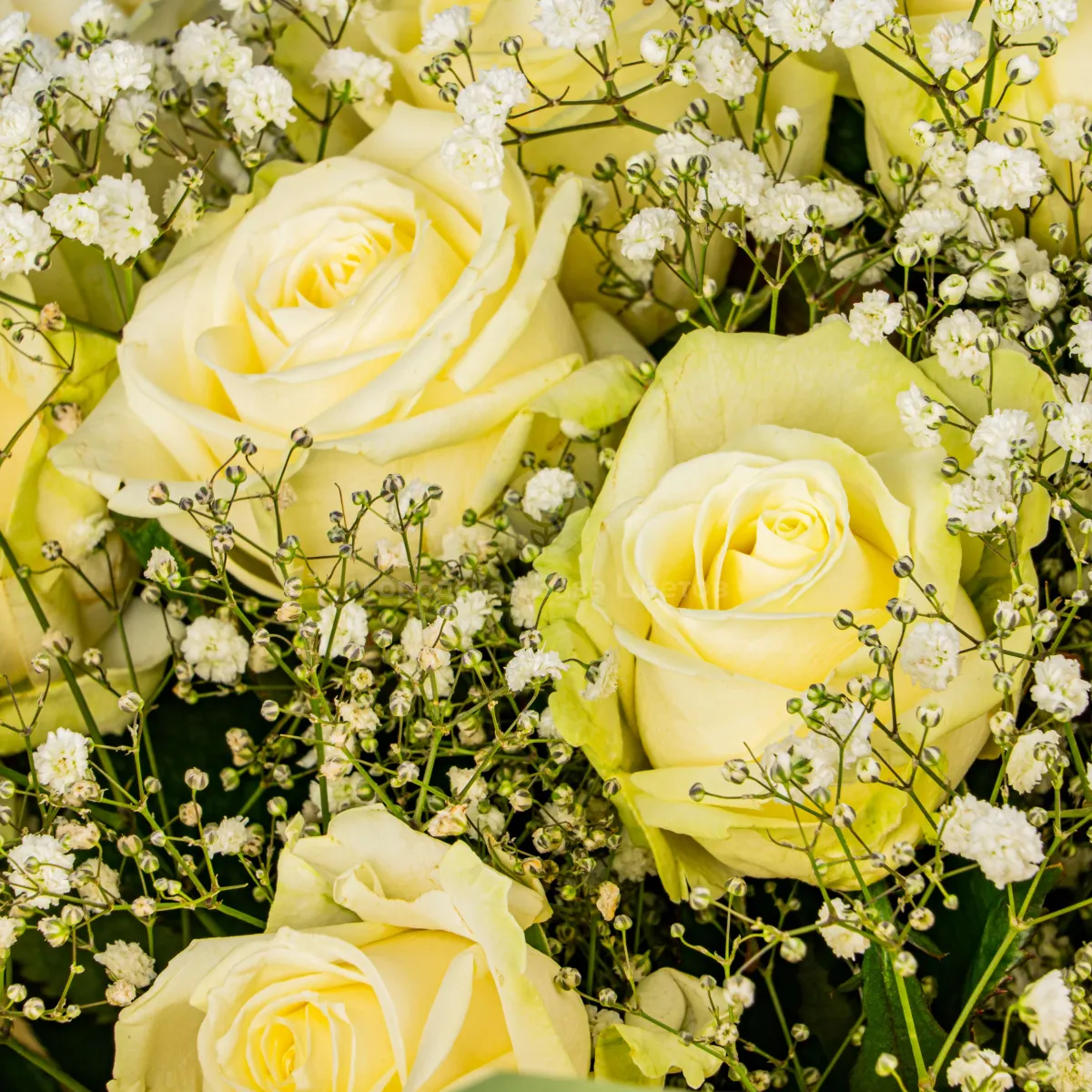 31 белая роза и гипсофила