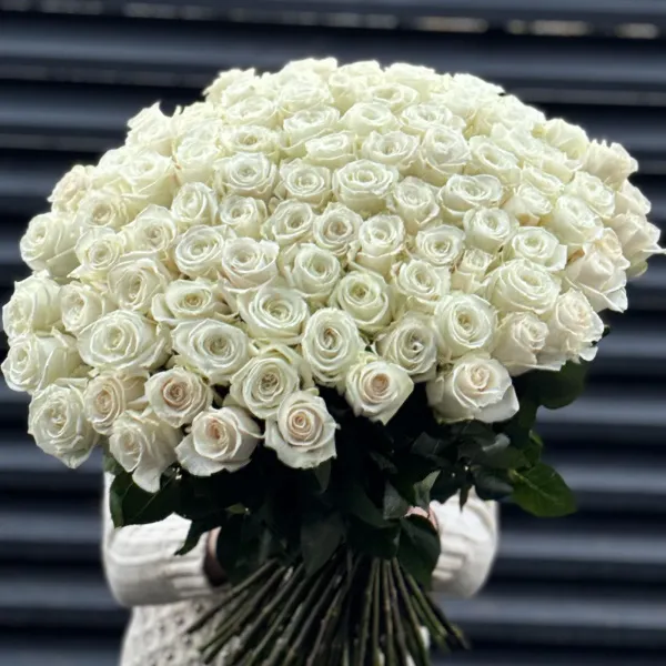 Букет 101 белая роза эквадор (60см)