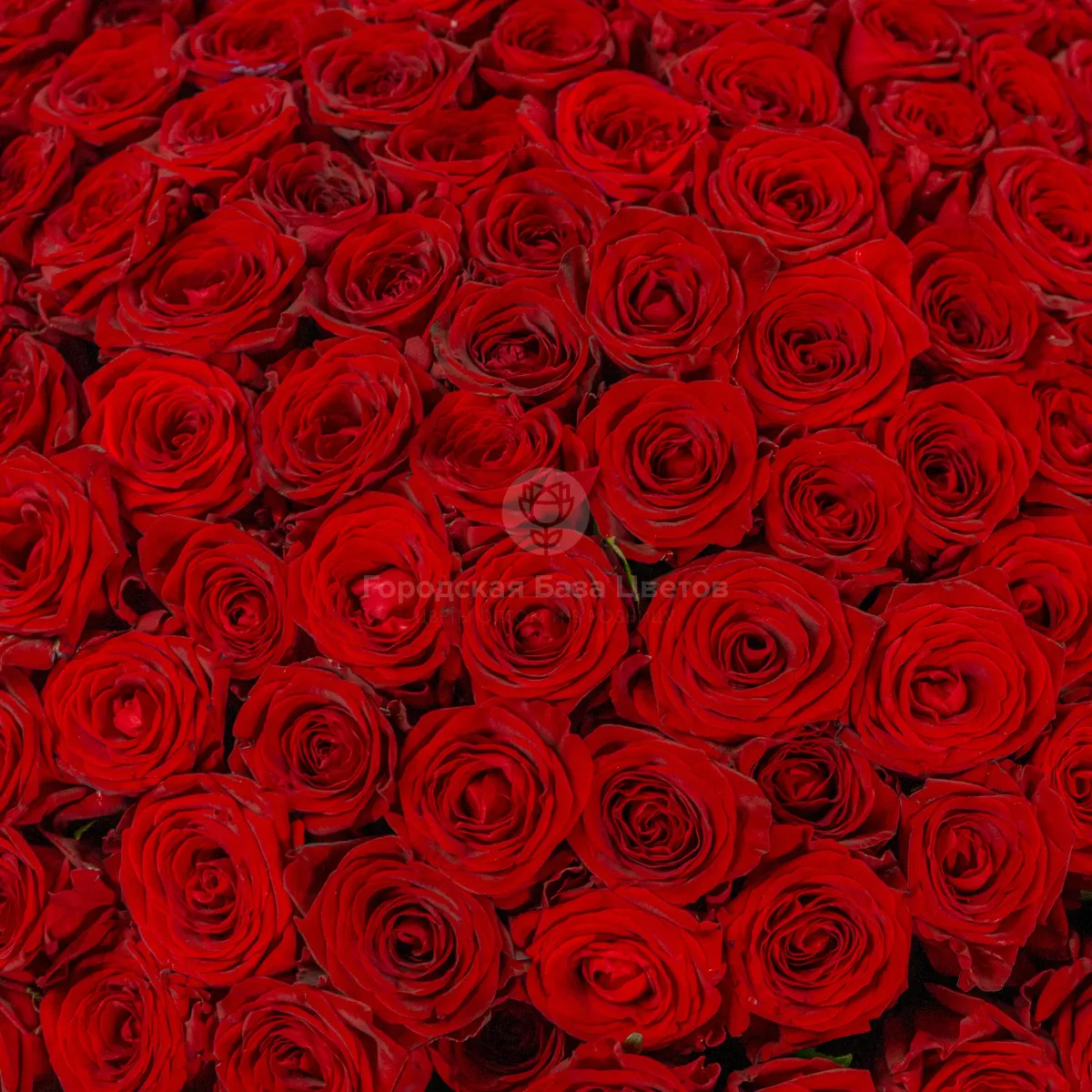 251 красная роза (60 см)