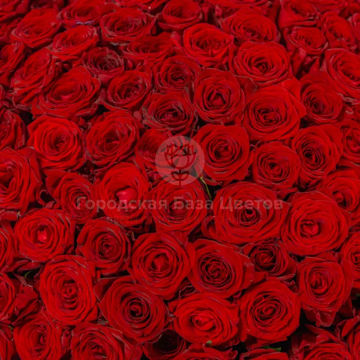 251 красная роза (60 см)