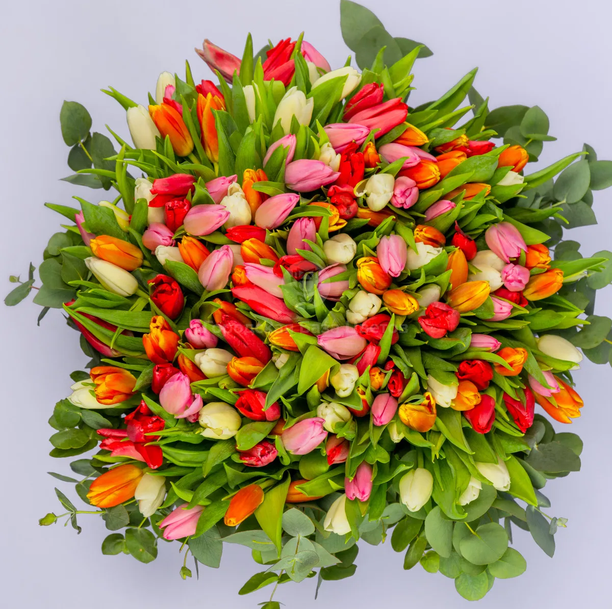 Букет из 151 тюльпана и эвкалипта фото №2 Букет из 151 тюльпана и эвкалипта
