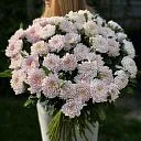 31 одноголовая розовая хризантема