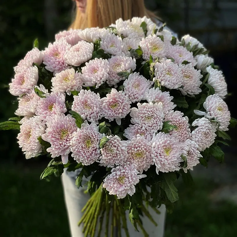 35 одноголовых хризантем