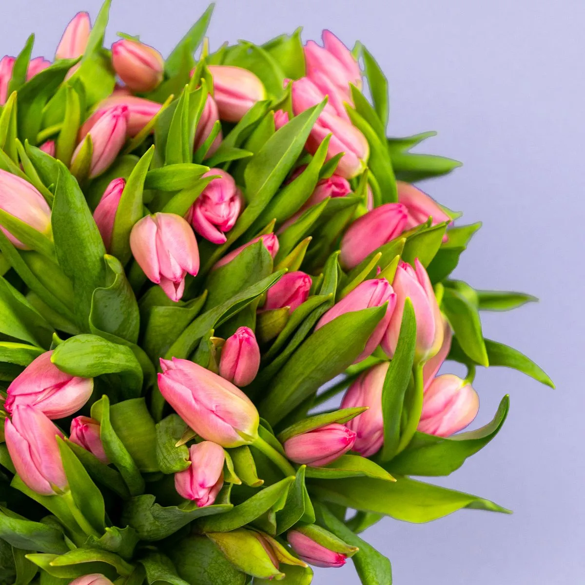 Букет из 101 розового тюльпана