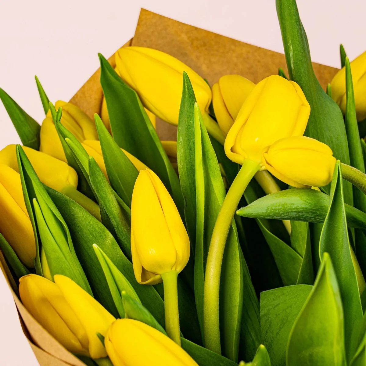 51 жёлтый тюльпанфото №3 51 жёлтый тюльпан