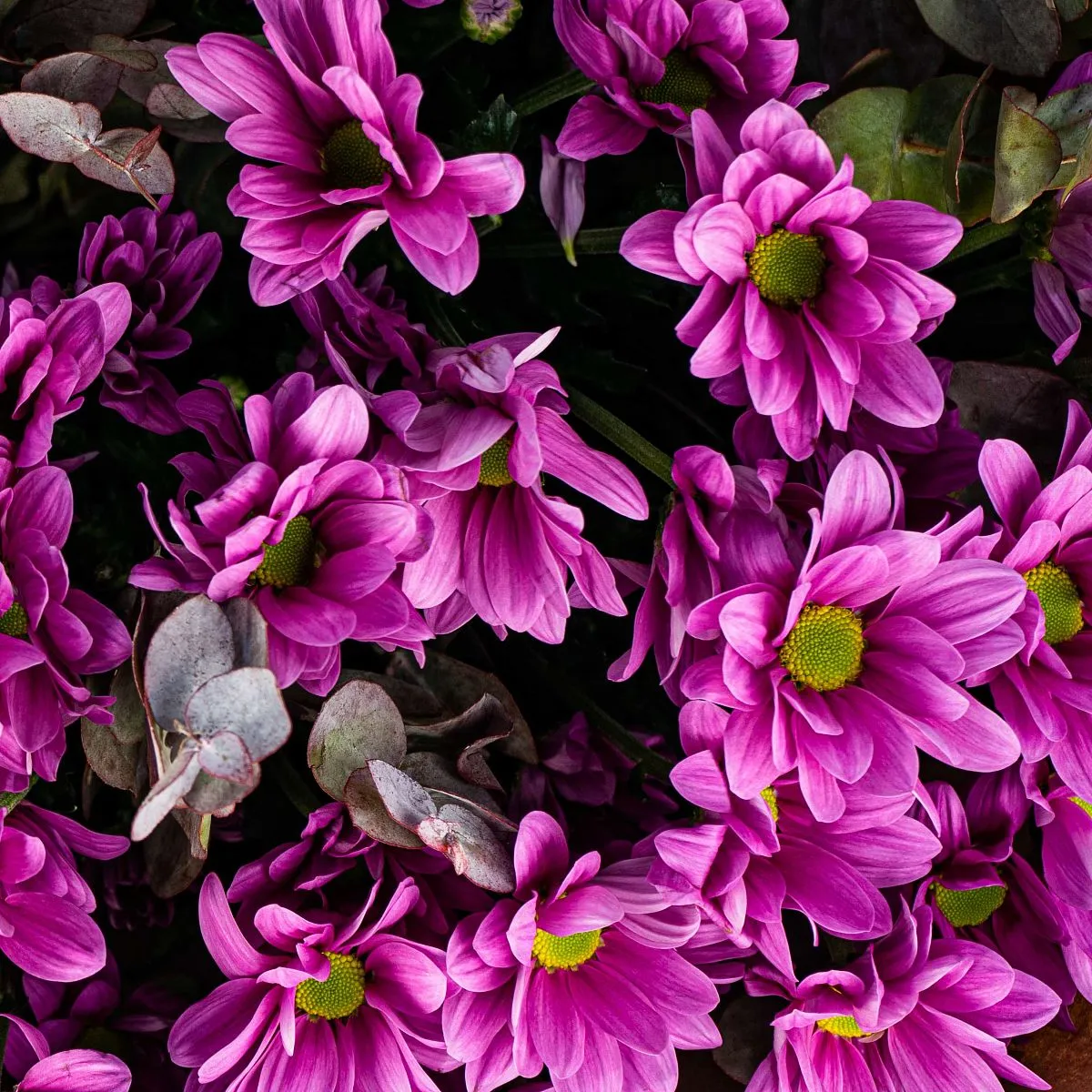 35 фиолетовых хризантем