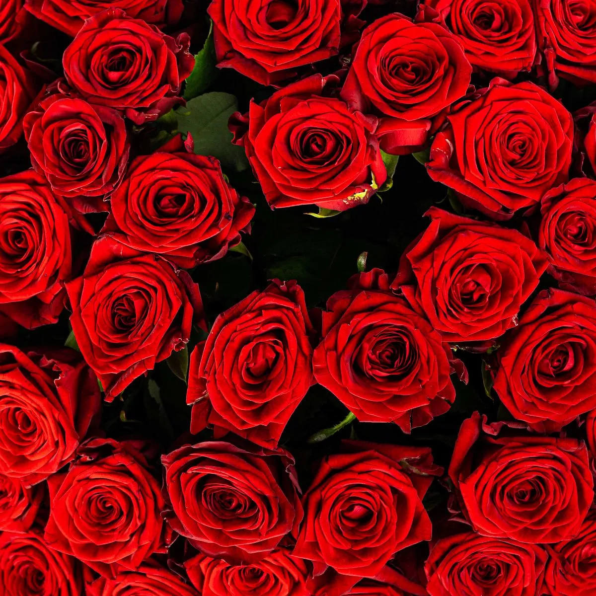 151 красная роз (50 см)