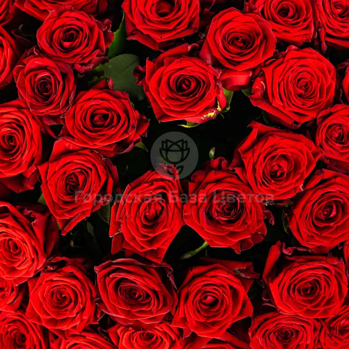 89 красных роз (50 см)