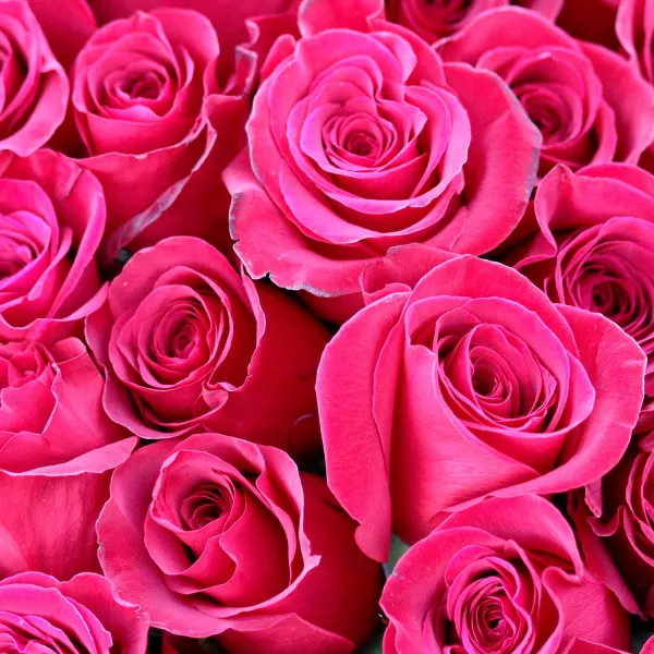 25 розовых роз (35 см)