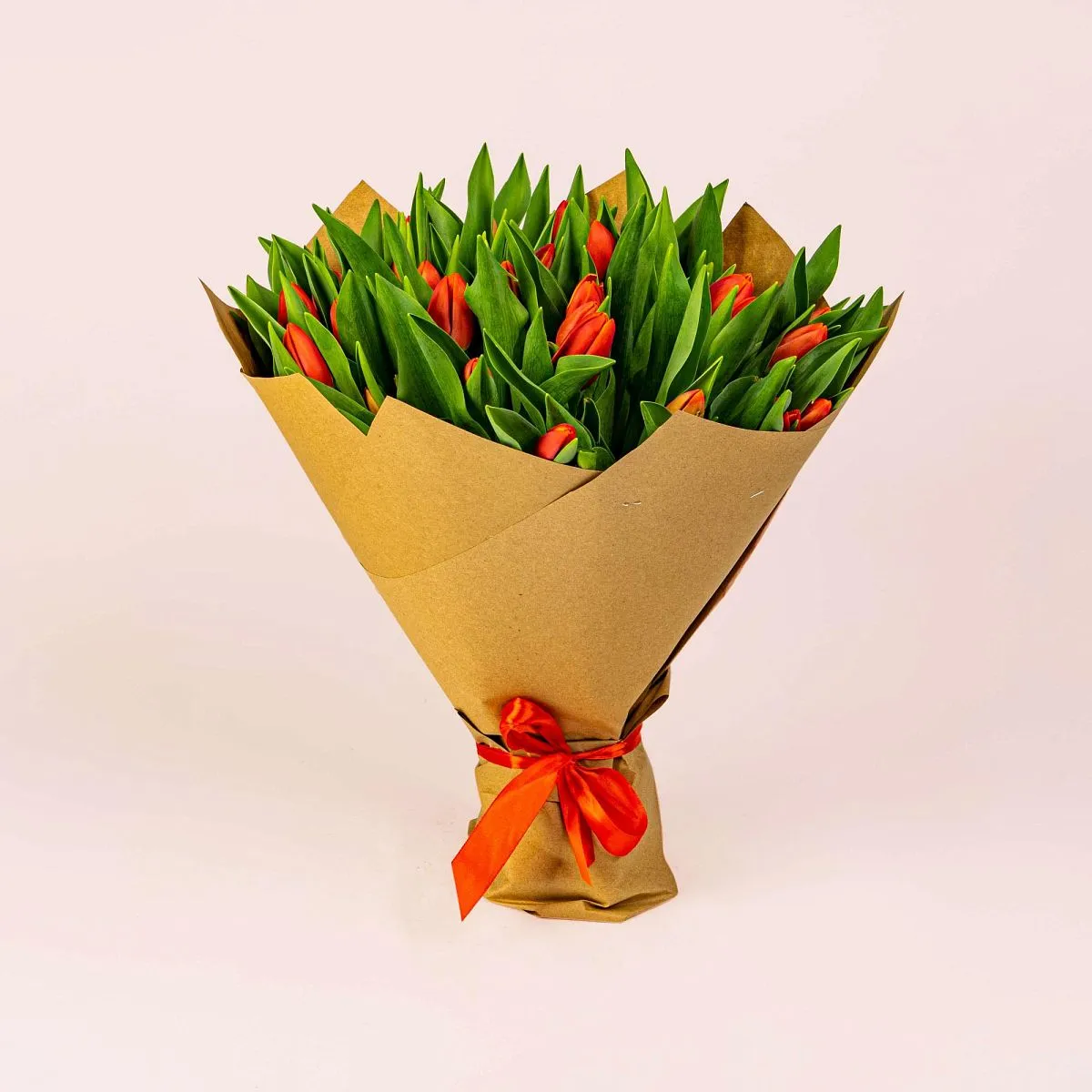 51 красный тюльпанфото №1 51 красный тюльпан