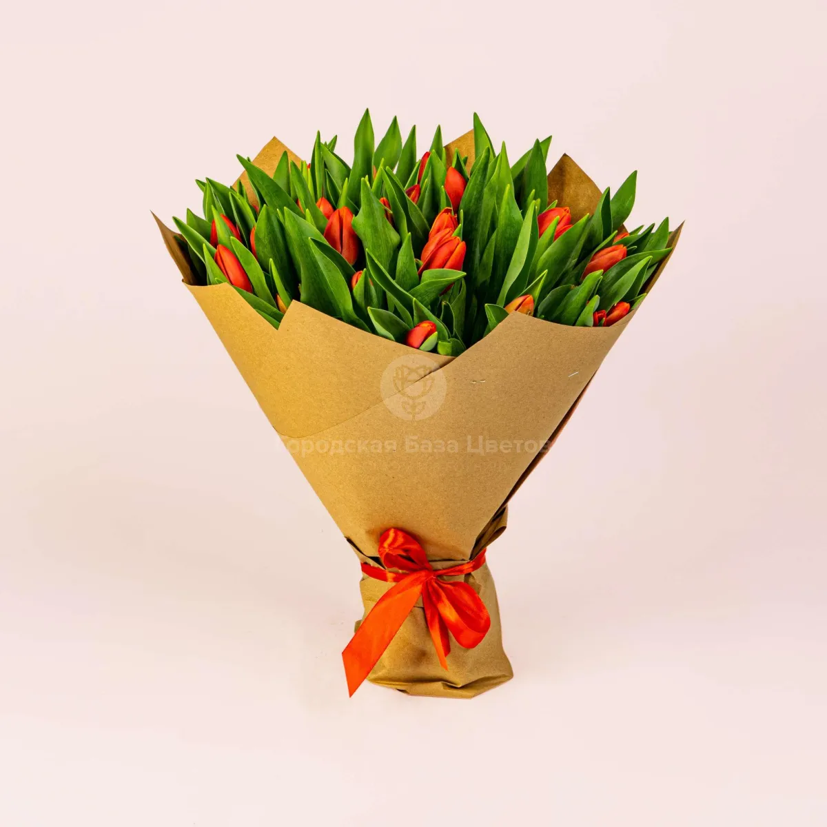 51 красный тюльпан фото №1 51 красный тюльпан