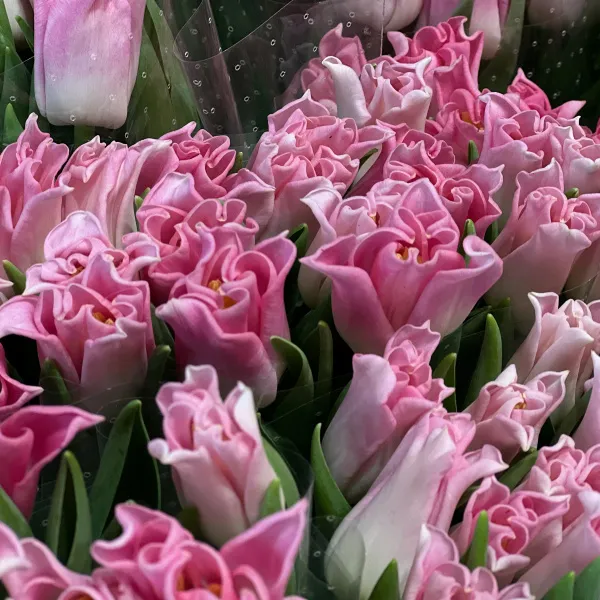 45 светло-розовых тюльпанов