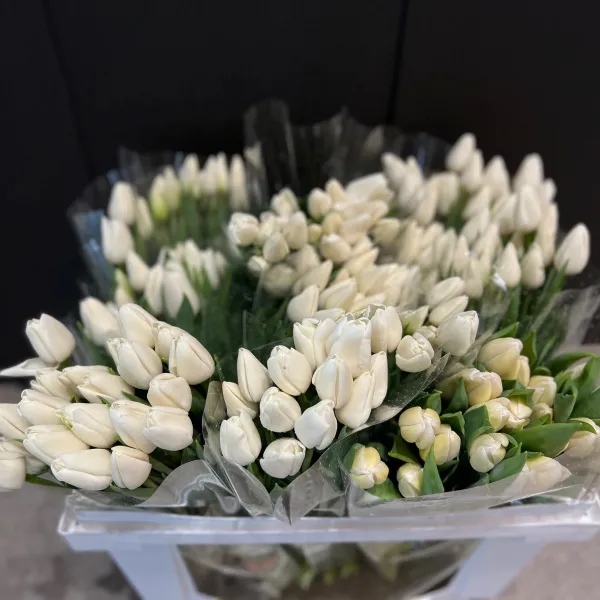 29 белых тюльпанов фото №2 29 белых тюльпанов