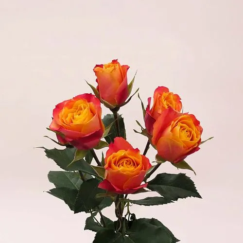 33 кустовых розы