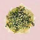 25 кустовых ромашек