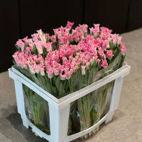 45 светло-розовых тюльпанов