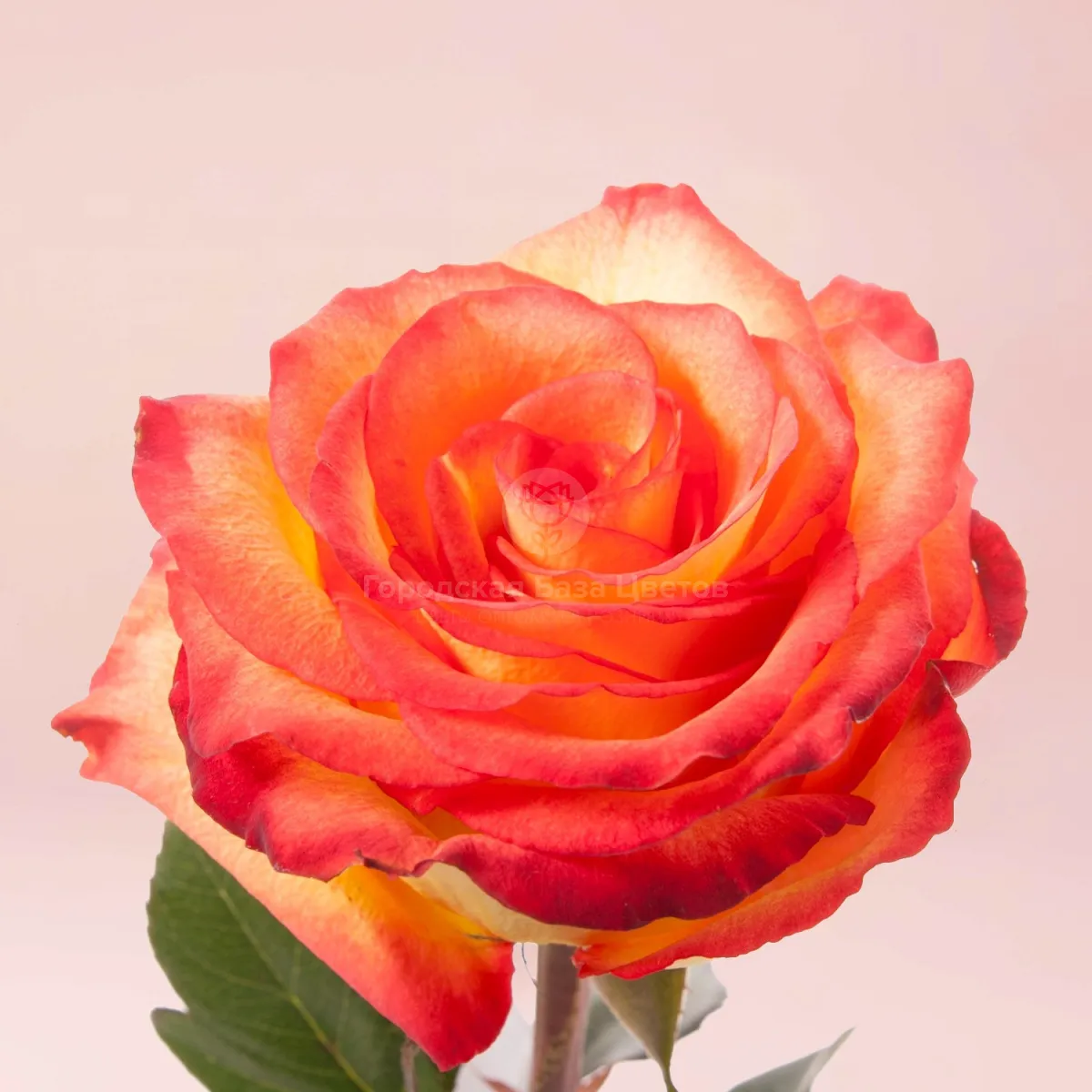 21 оранжевая роза (70 см)