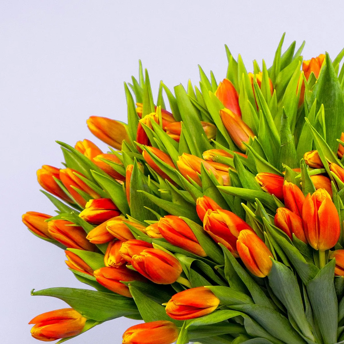 Букет из 101 оранжевого тюльпанафото №3 Букет из 101 оранжевого тюльпана