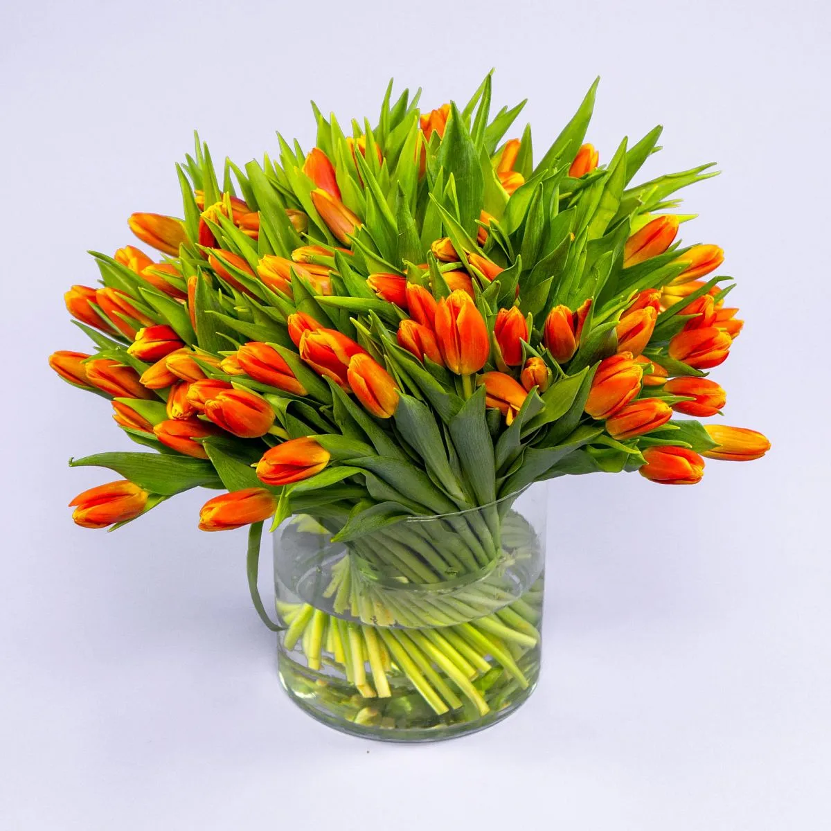 Букет из 101 оранжевого тюльпанафото №1 Букет из 101 оранжевого тюльпана