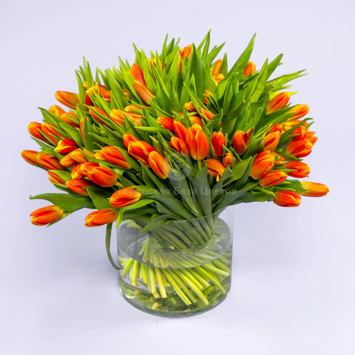 Букет из 101 оранжевого тюльпана фото №1 Букет из 101 оранжевого тюльпана