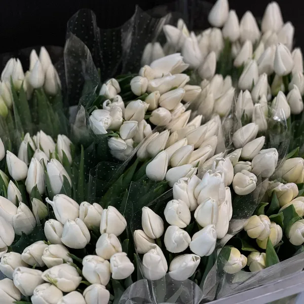 29 белых тюльпанов фото №3 29 белых тюльпанов