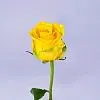 21 жёлтая роза (50 см)