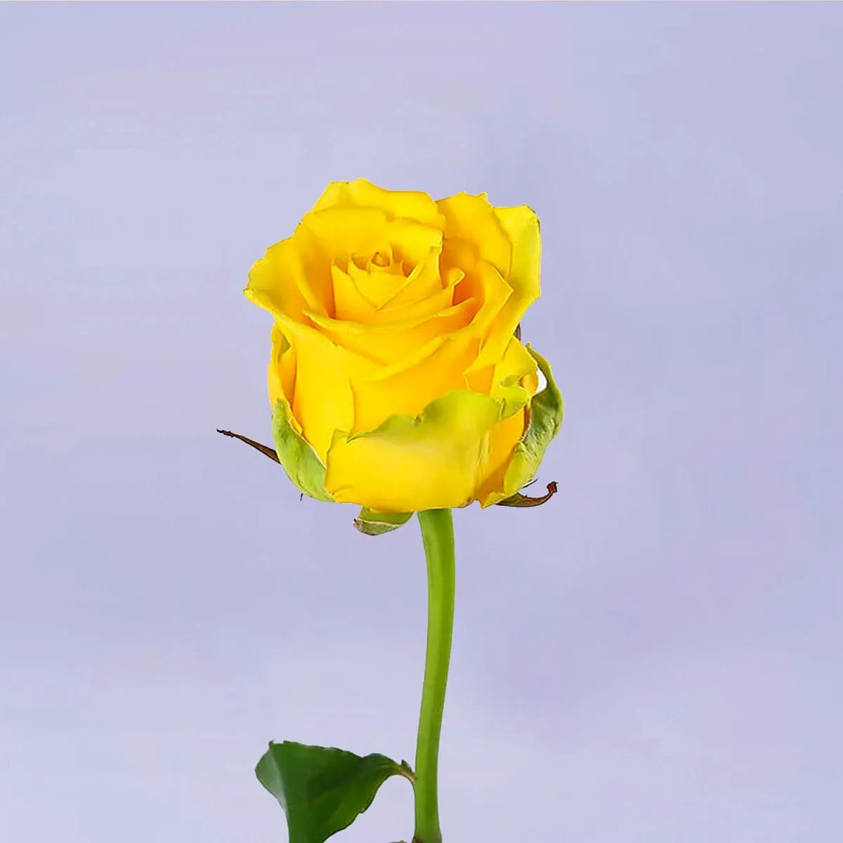 81 желтая роза (50 см)