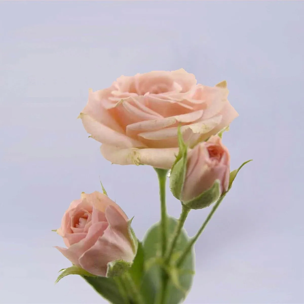 19 нежно-розовых кустовых роз