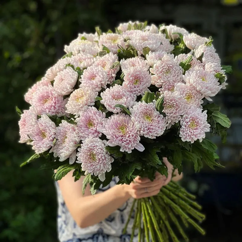 35 одноголовых хризантем