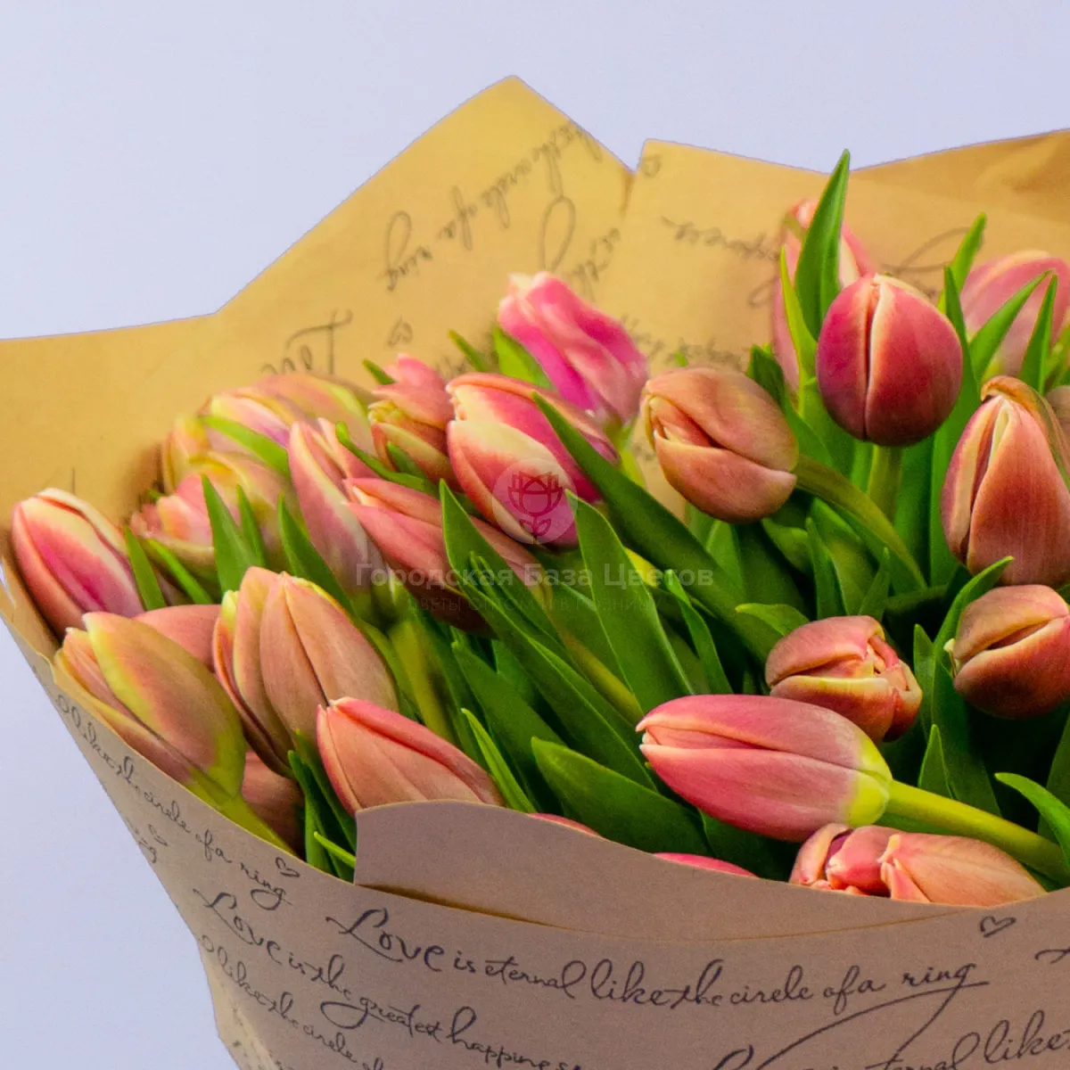 49 тюльпанов фото №3 49 тюльпанов