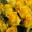 15 желтых роз (60 см)