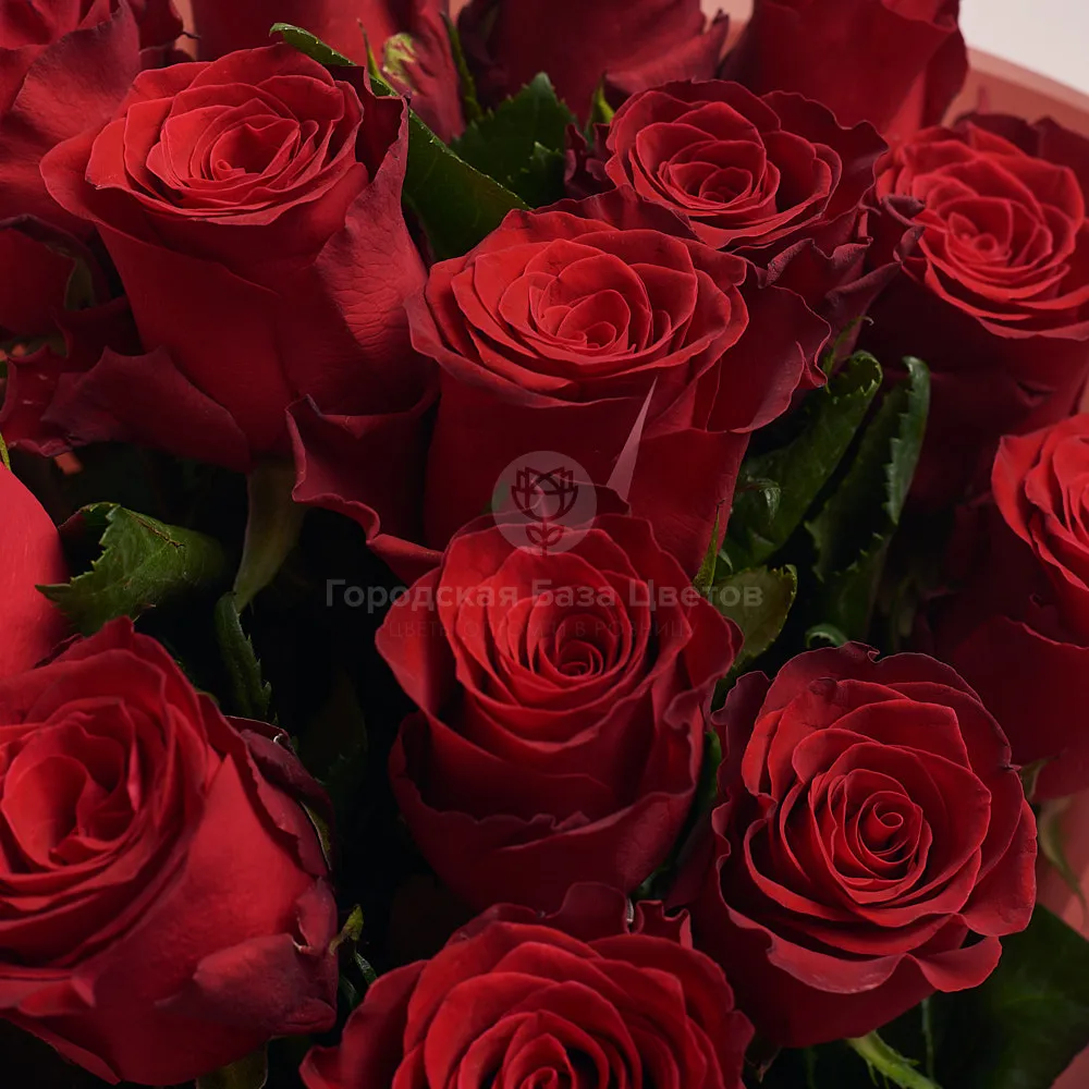 Букет из 15 гранатово-красных роз (60 см)