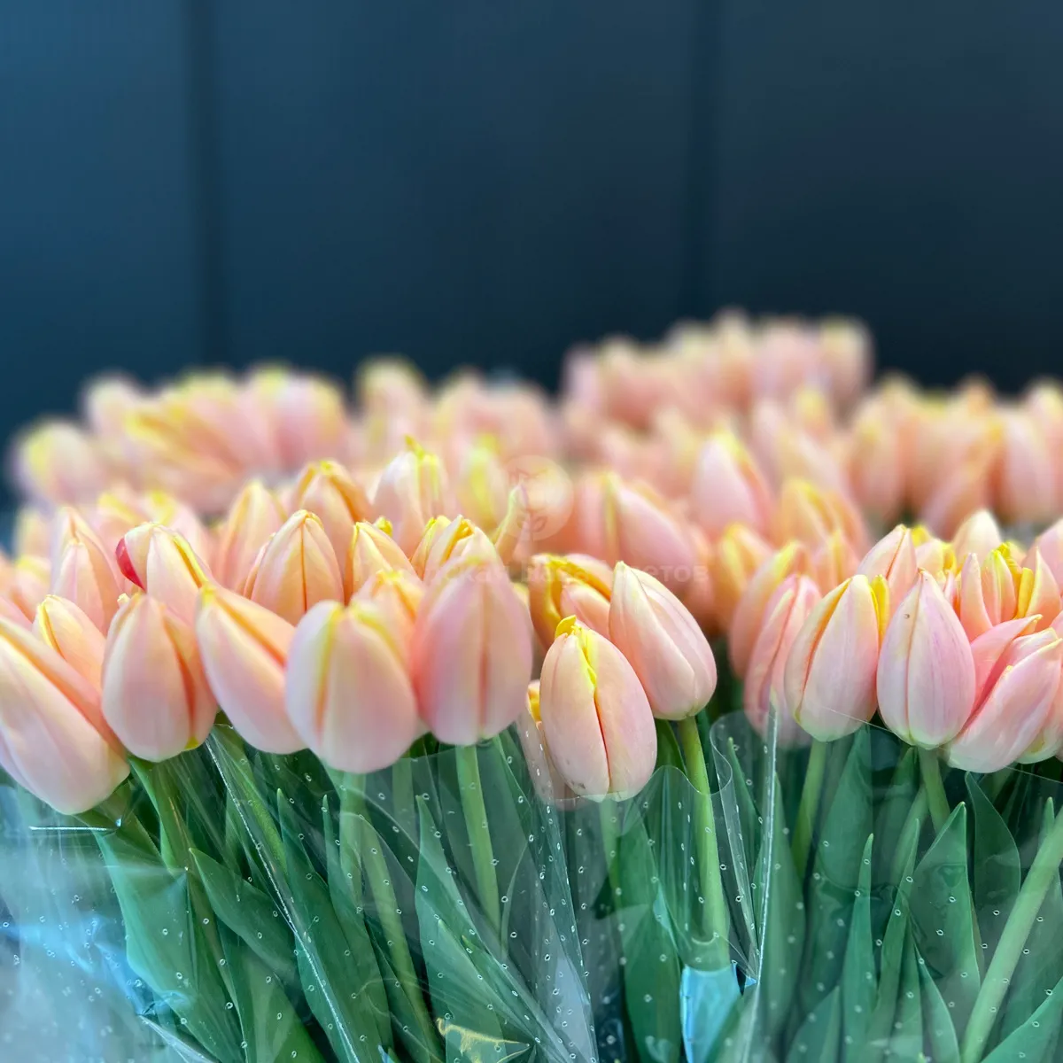 53 коралловых тюльпана фото №4 53 коралловых тюльпана