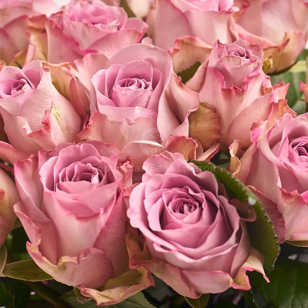 25 нежных розовых роз (50 см)