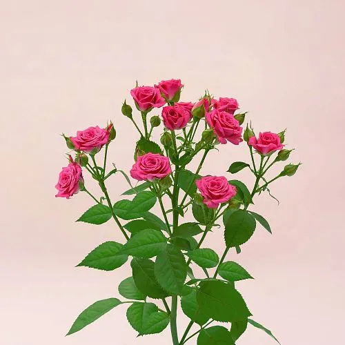 15 кустовых роз