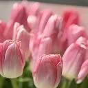 39 розовых тюльпанов