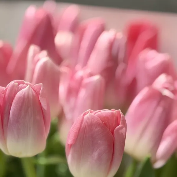 17 тюльпанов