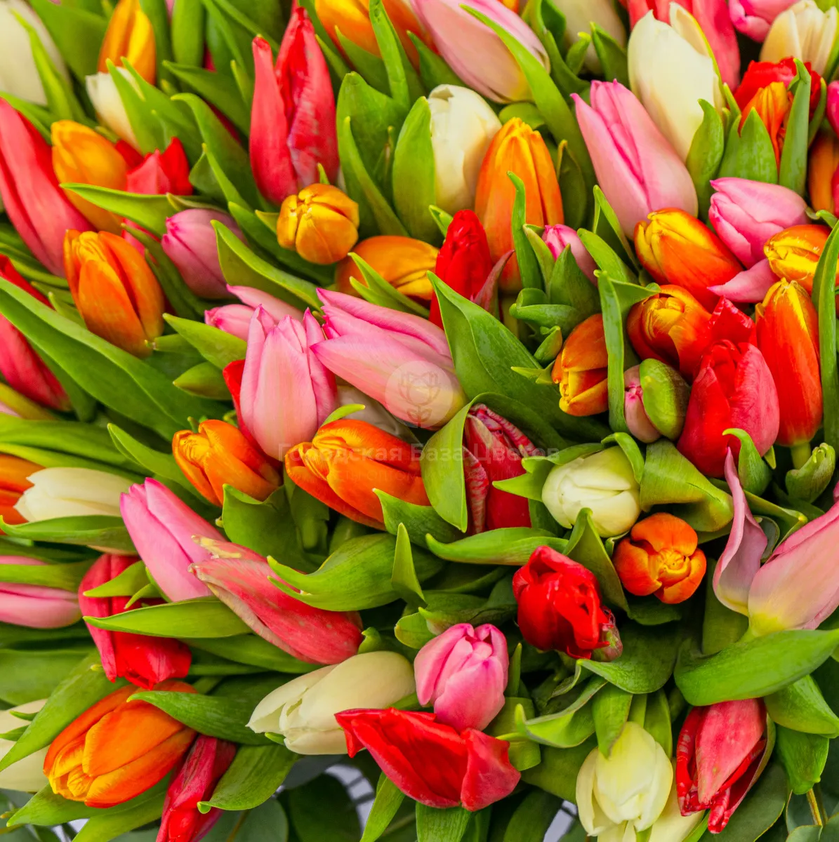 Букет из 201 тюльпана и эвкалипта фото №3 Букет из 201 тюльпана и эвкалипта