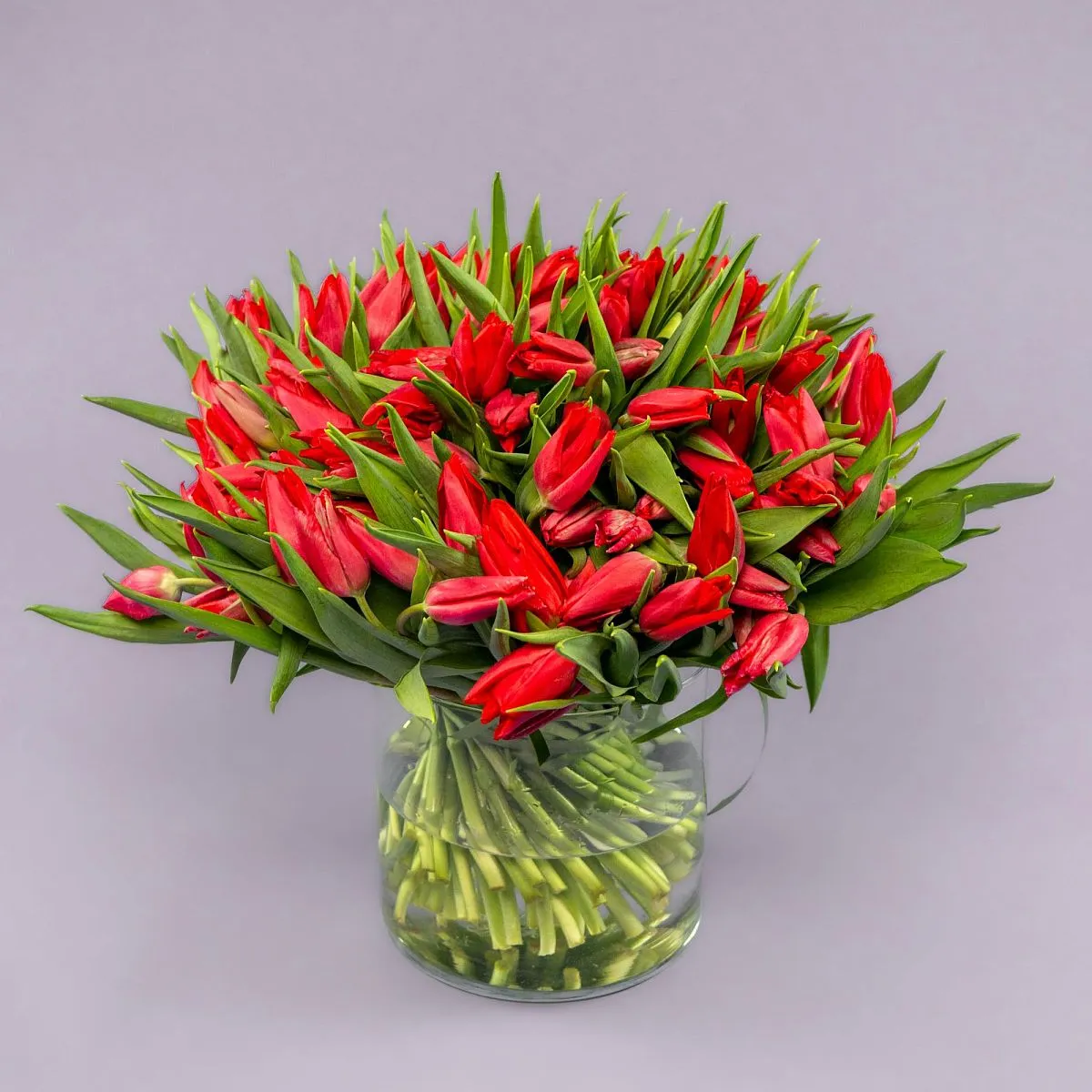 Букет из 101 красного тюльпанафото №1 Букет из 101 красного тюльпана