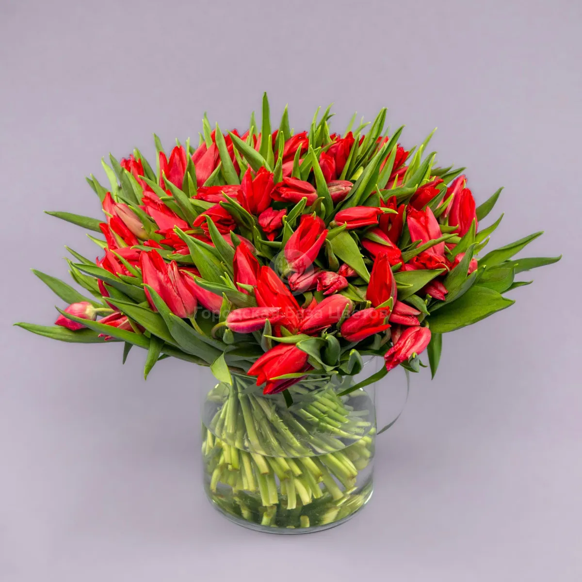 Букет из 101 красного тюльпана фото №1 Букет из 101 красного тюльпана
