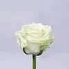 25 белых роз (60 см)