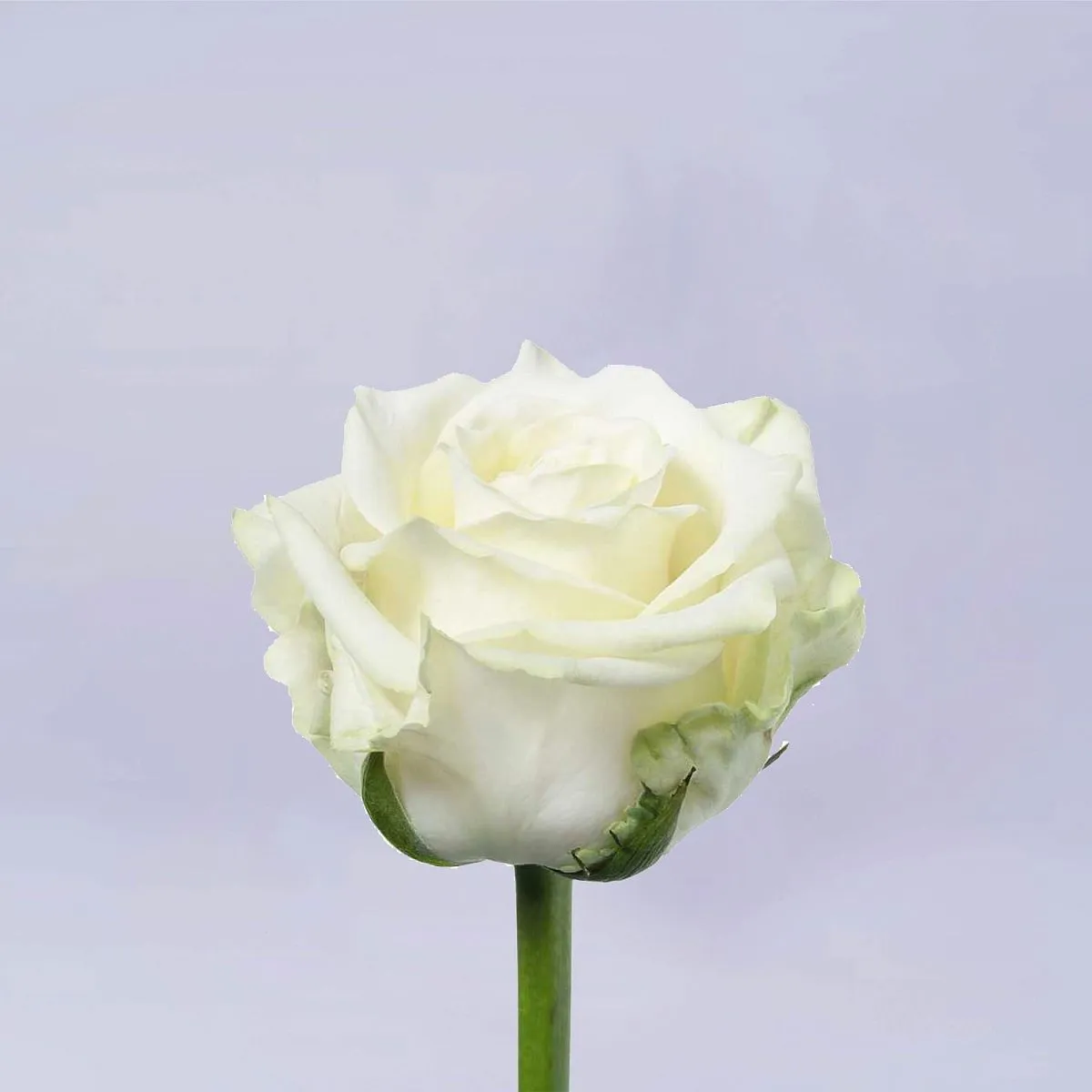 17 белых роз (70 см)