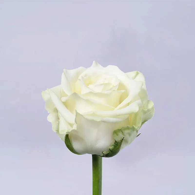 17 белых роз (70 см)
