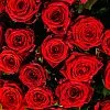55 красных роз (70 см)