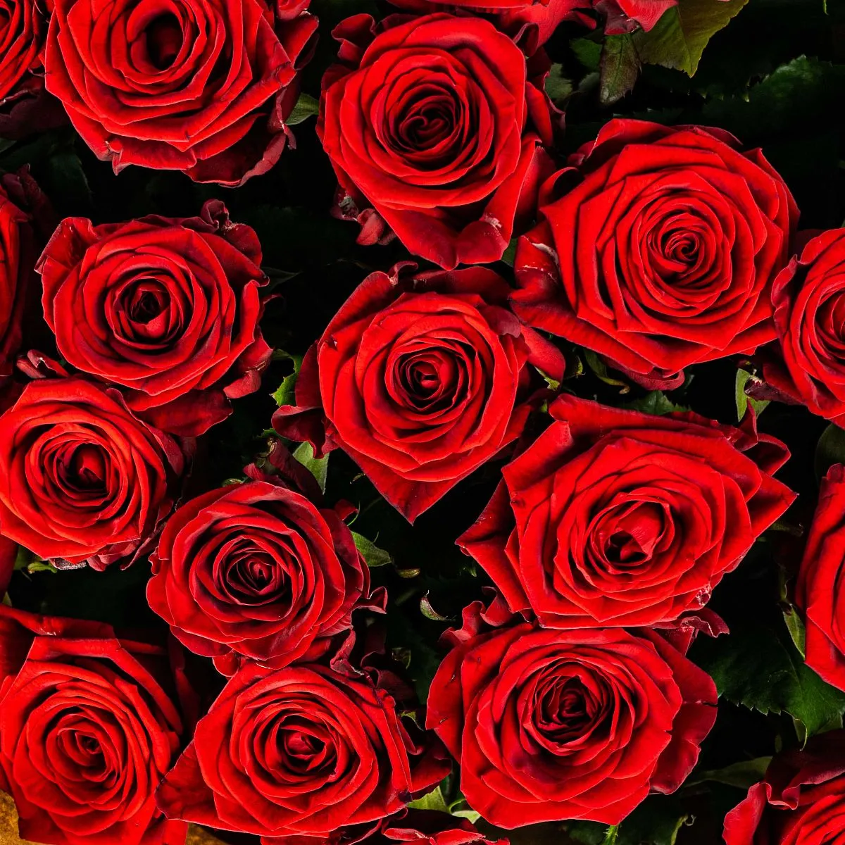 21 красная роза (50 см)