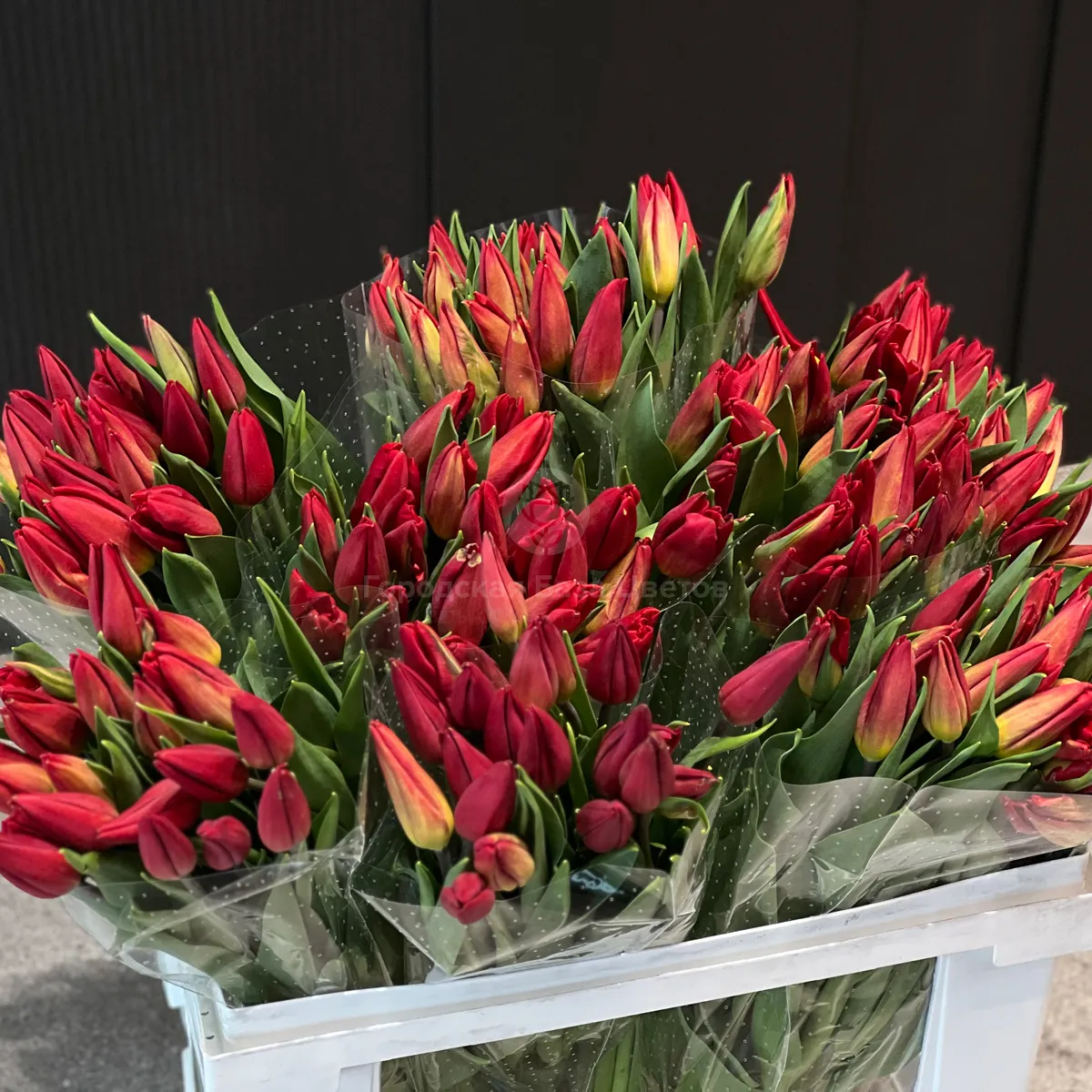 53 красных тюльпана фото №2 53 красных тюльпана